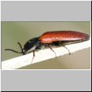 Ampedus sp - Schnellkaefer 01 10mm.jpg